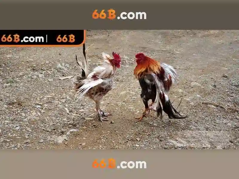 66b: một ký hiệu, một câu chuyện và ảnh hưởng